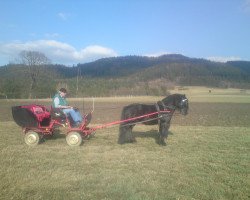 Deckhengst Kai van de Wildhoeve (Fell Pony, 2005, von Wildhoeve Boy)