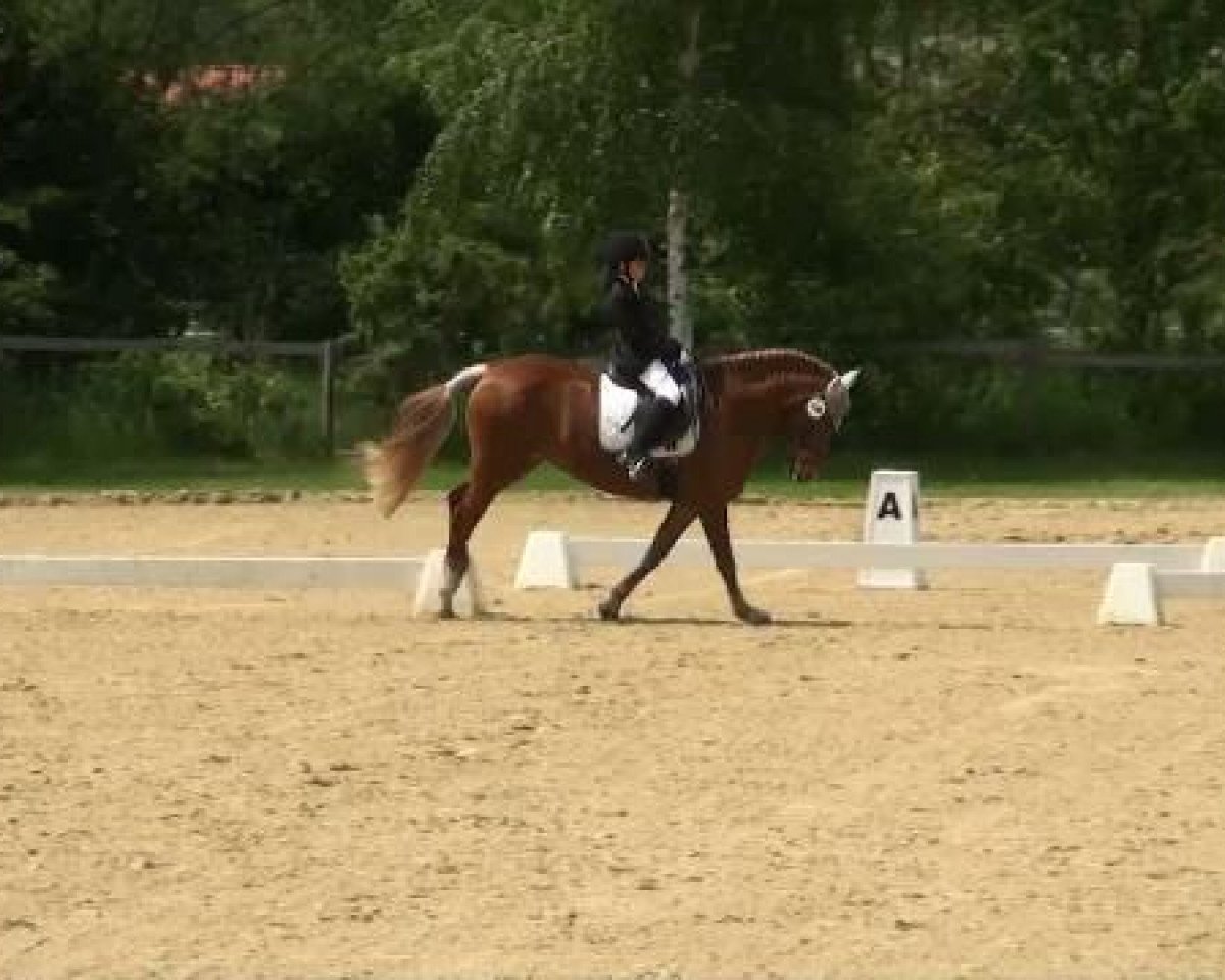 dressage horse Domingo 572 (German Riding Pony, 2001)