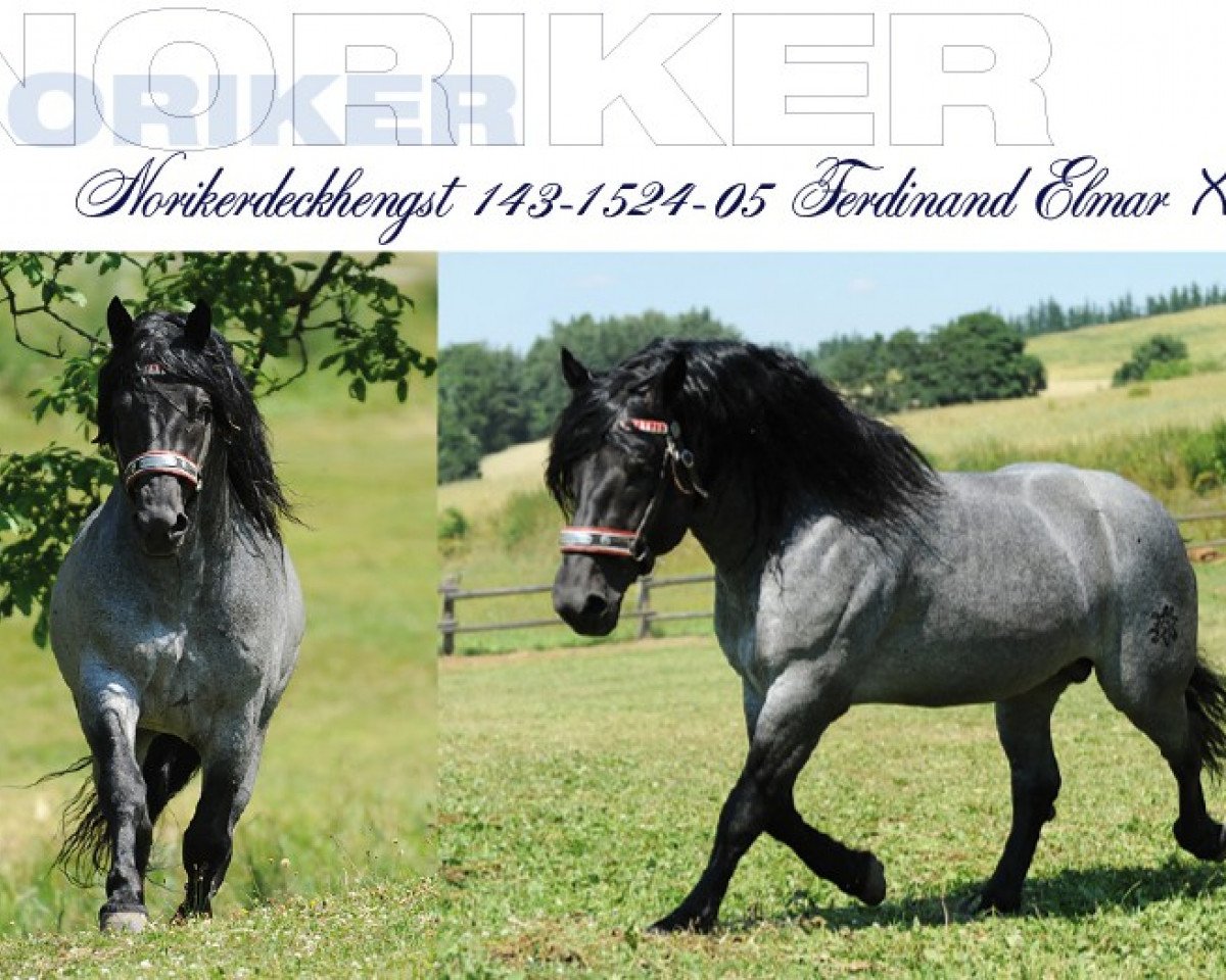 stallion Ferdinand Elmar XIV (South German draft horse,  , from Franz Elmar XIII)