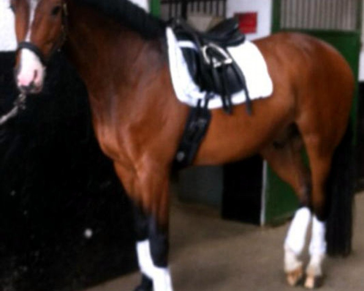 dressage horse Lightning Mcqueen 2 (Holsteiner, 2006, from Lordano)