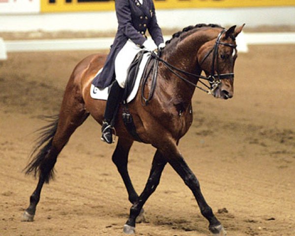 stallion Partout (Trakehner, 1987, from Arogno)