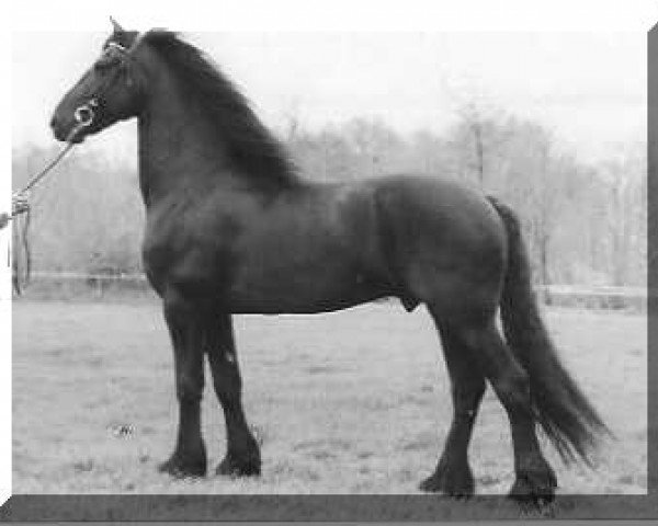 stallion Ulke 338 (Friese, 1989, from Tjimme 275)