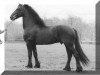 stallion Ulke 338 (Friese, 1989, from Tjimme 275)