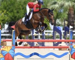 jumper Vino v't Kosterhof Z (Zangersheide riding horse, 2011, from Verdi)