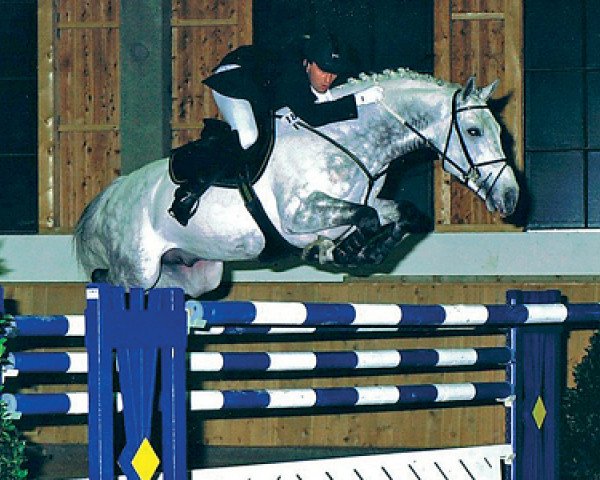 stallion Camposanto (Holsteiner, 1994, from Carthago)