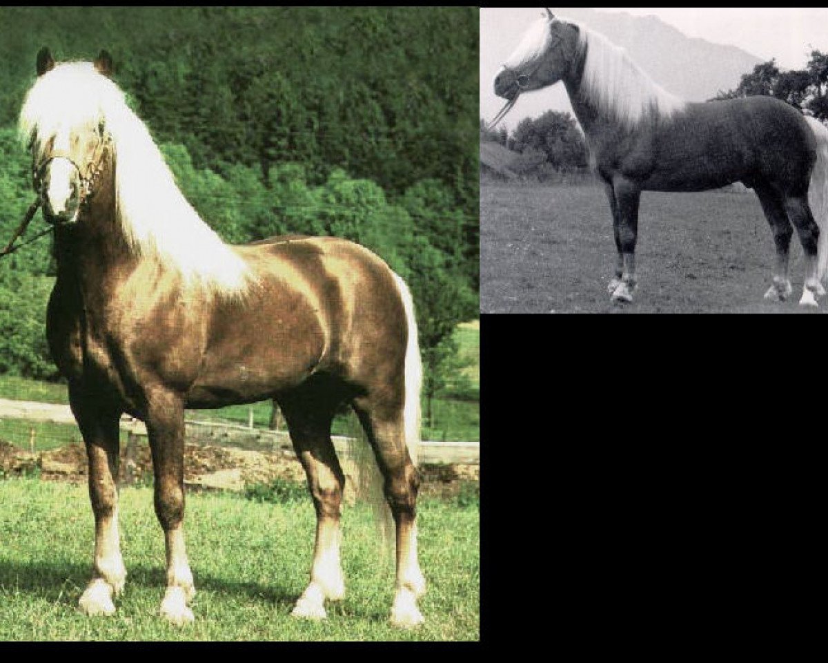 stallion liz. Afghan (Haflinger, 1969, from 853 Artist)