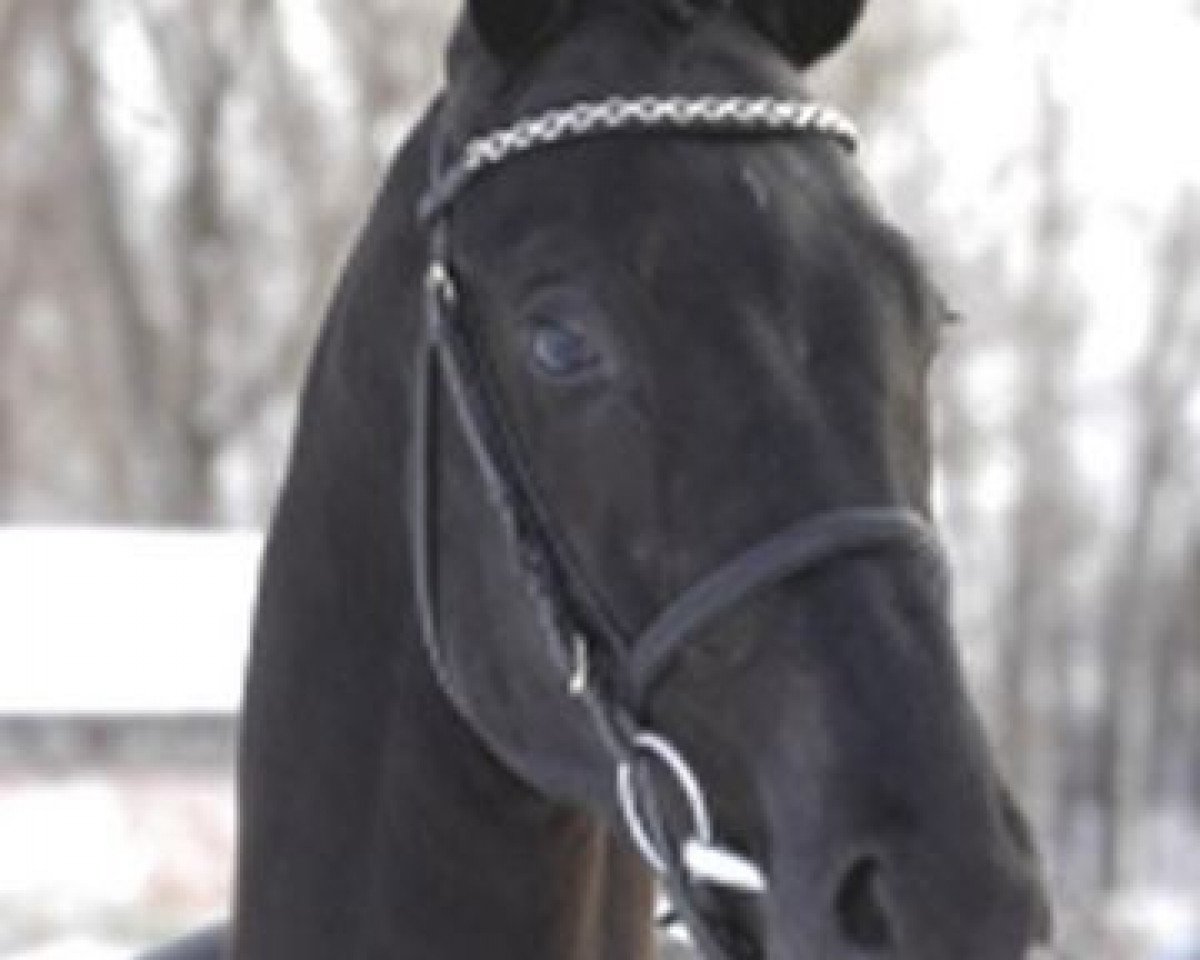 Dressurpferd San Romantiko (Württemberger, 2002, von Sandro Hit)