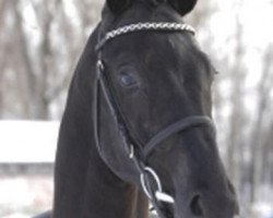 dressage horse San Romantiko (Württemberger, 2002, from Sandro Hit)