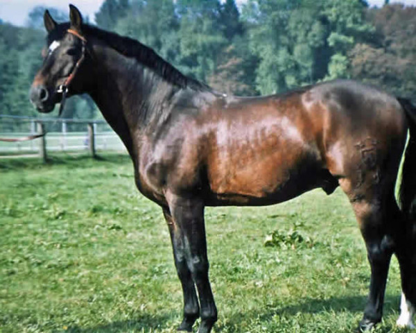 horse Calando II (Holsteiner, 1975, from Cor de la Bryère)