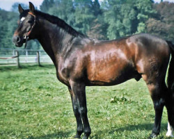 Deckhengst Calando II (Holsteiner, 1975, von Cor de la Bryère)