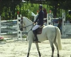 jumper Cosmo 12 (Hanoverian, 1999, from Compliment)