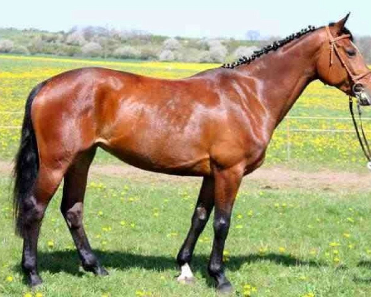broodmare Zira (Holsteiner, 2007, from Catoki)