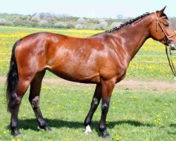 broodmare Zira (Holsteiner, 2007, from Catoki)