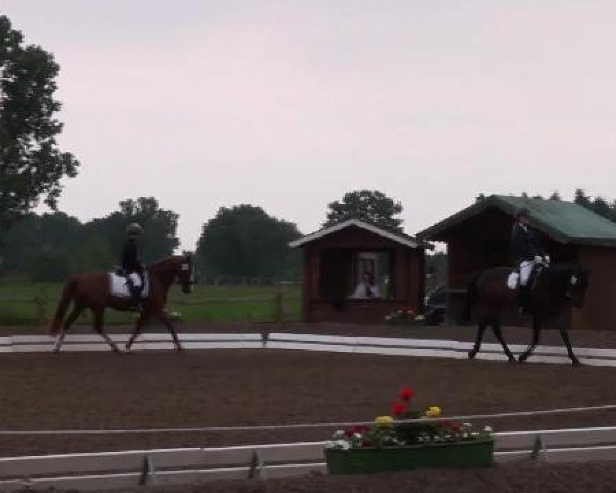 dressage horse Billy-Blue (unknown, 1996)