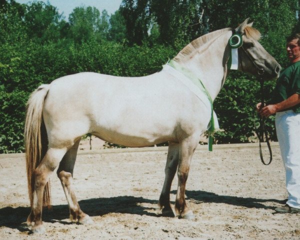 Zuchtstute Drixi (Fjordpferd, 1998, von Skagen)