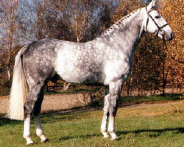 Pferd Graf Lehndorff (Hannoveraner, 1984, von Graf Dagobert Z)
