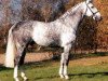 horse Graf Lehndorff (Hanoverian, 1984, from Graf Dagobert Z)