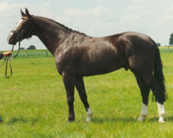 stallion Graf Remus (Hanoverian, 1988, from Graf Lehndorff)