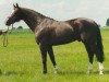 stallion Graf Remus (Hanoverian, 1988, from Graf Lehndorff)