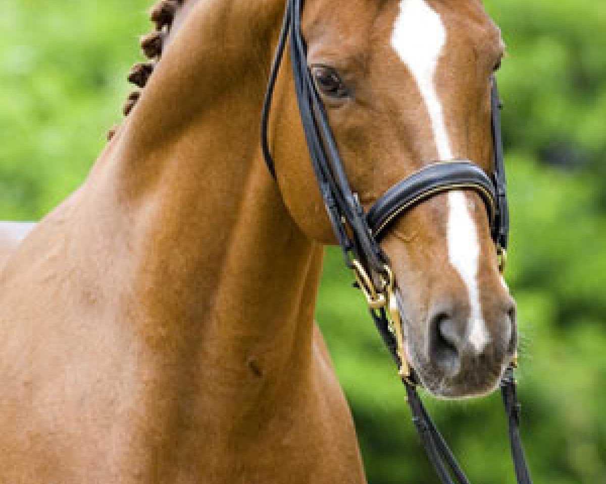 stallion Hohenstein II (Trakehner, 1992, from Caprimond)