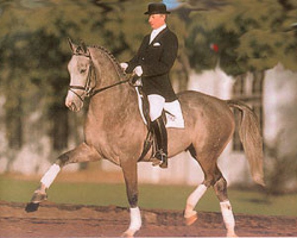 stallion Ramiro's Bube (Hanoverian, 1990, from Ramiro Z)