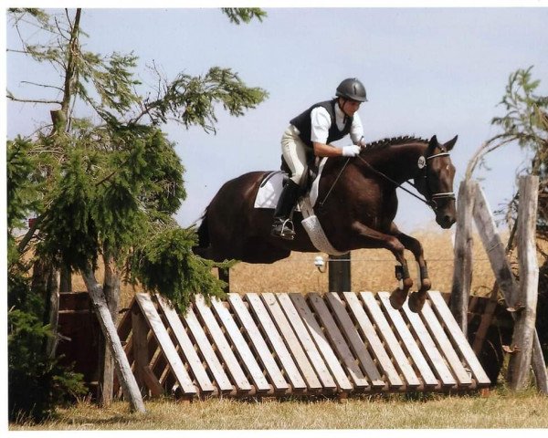 horse Opal 90 (Oldenburg, 2005, from Orsetto xx)