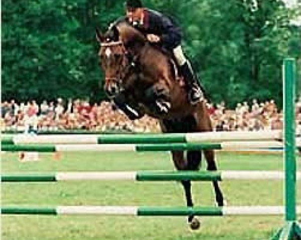 horse Nimroy B (Royal Warmblood Studbook of the Netherlands (KWPN), 1990, from Nimmerdor)
