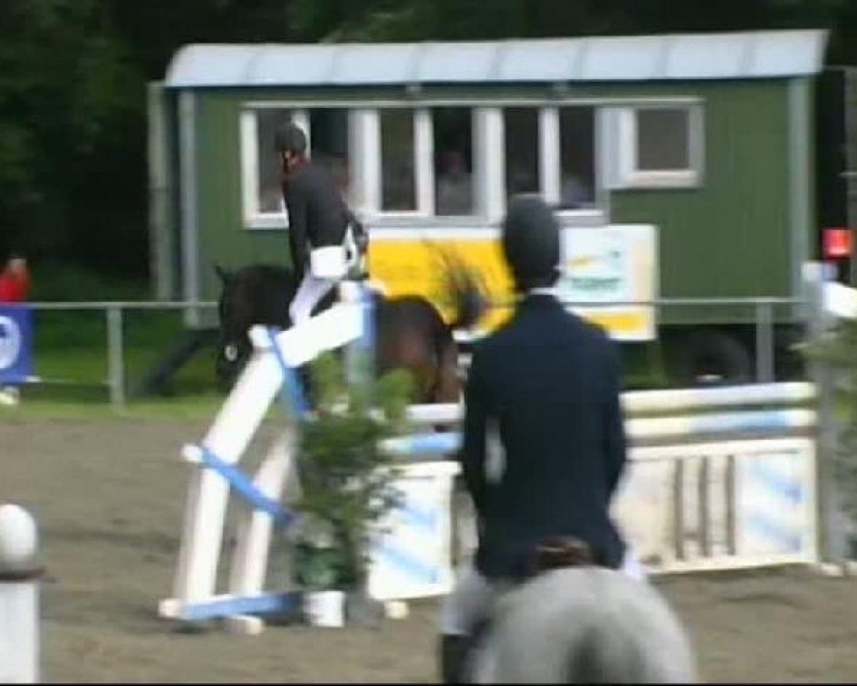 jumper Clever 10 (Westphalian, 2005, from Collin L)