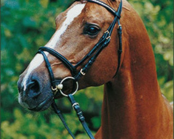 stallion Kolibris As (Saxony-Anhaltiner, 1991, from Kolibri)