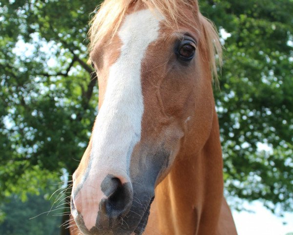 Zuchtstute Arnika (Deutsches Reitpony, 1990, von Vorsum Levin)