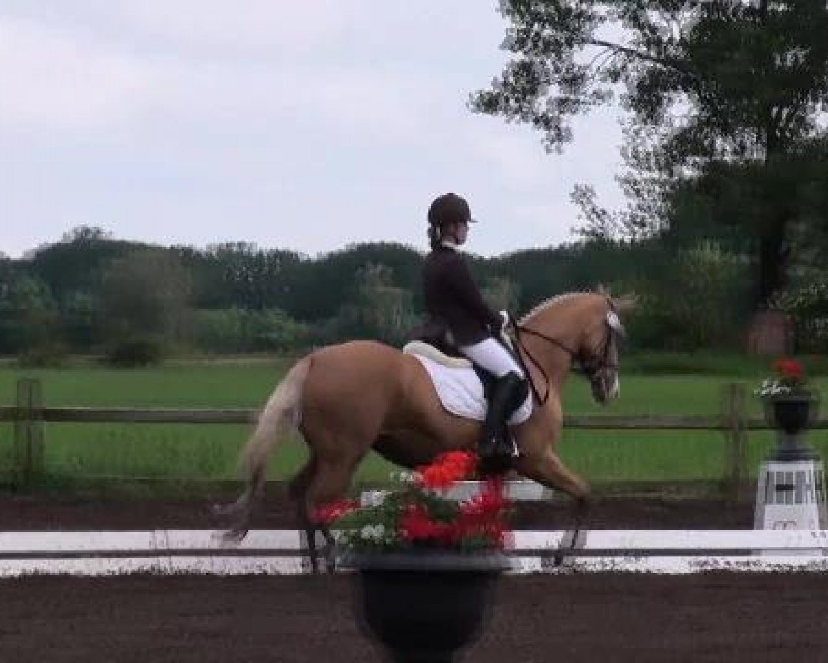 Zuchtstute Golden Dream 65 (Deutsches Reitpony, 2006, von Deinhard B)