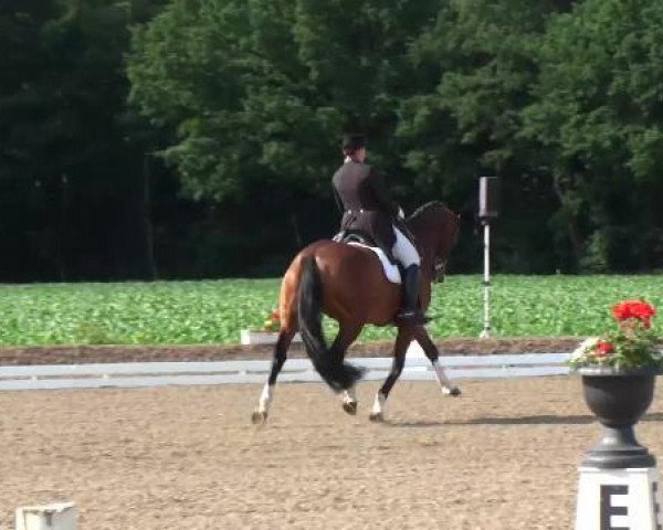 dressage horse Veto 25 (KWPN (Royal Dutch Sporthorse), 2002)