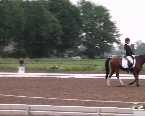 broodmare Scarlett (German Riding Pony, 1999, from Brillant)