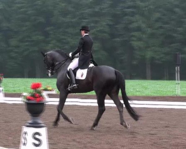 stallion Sergio Rossi (Oldenburg, 2005, from Sir Donnerhall I)
