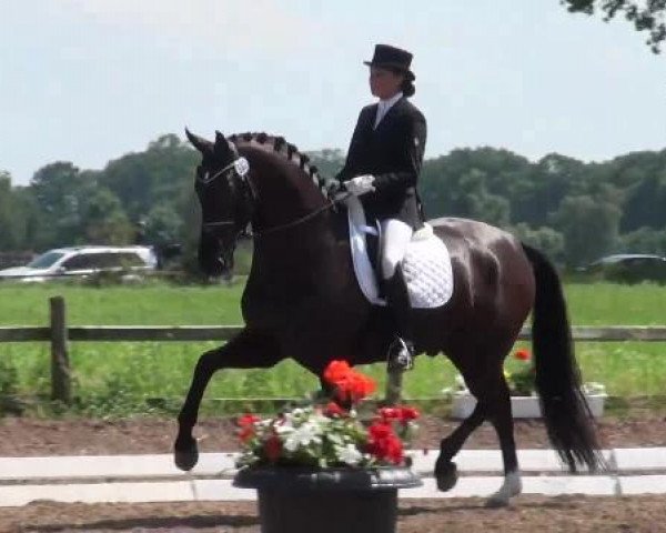 dressage horse DJ 22 (Oldenburg, 2006, from De Niro)