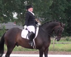 dressage horse Davidor 4 (Hanoverian, 2005, from Davignon I)