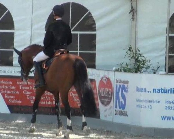 stallion Lintoc (Oldenburg, 2007, from Böckmanns Lazio)
