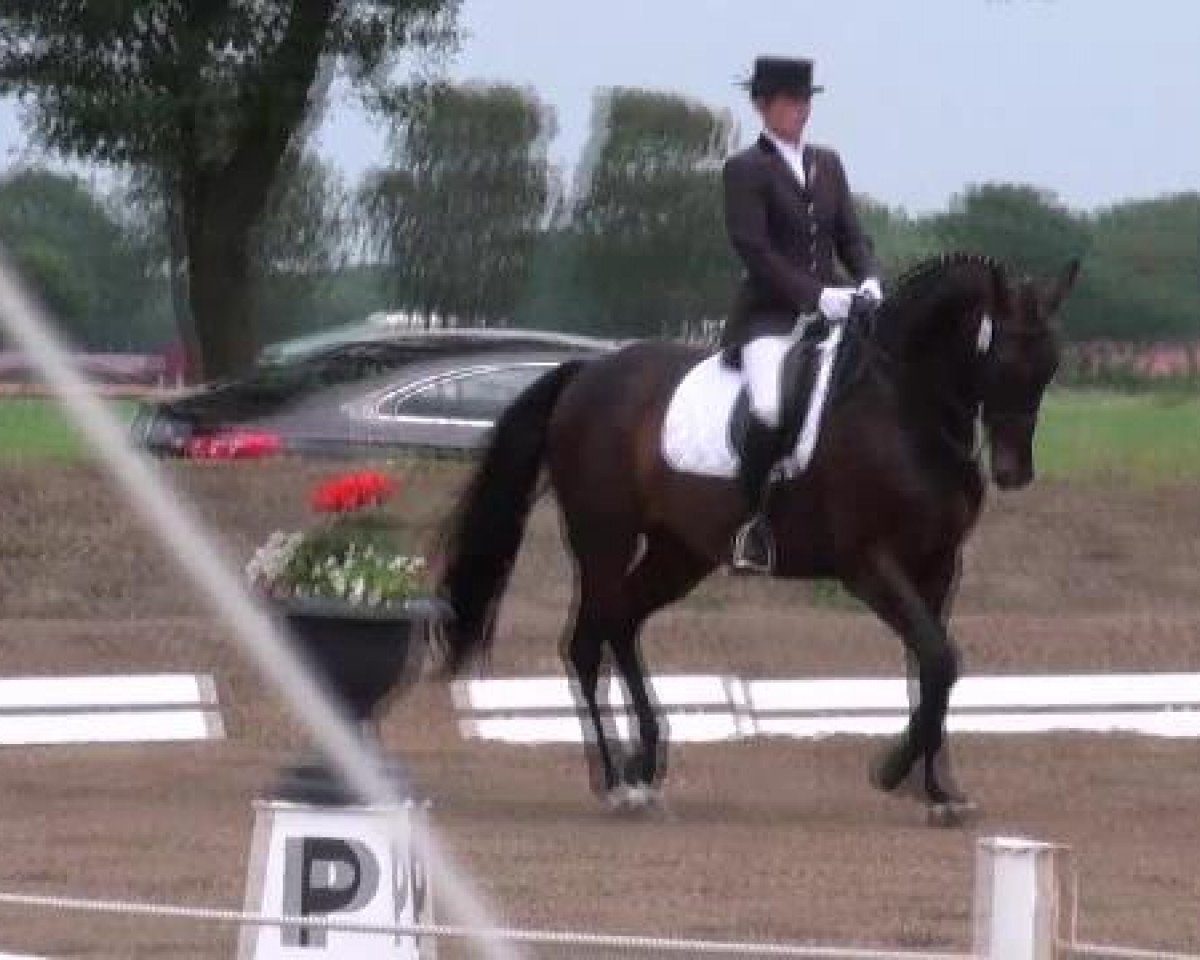 dressage horse Sampras 14 (Oldenburg, 2003, from Sunny-Boy)