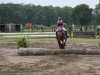 broodmare Die kleine Prinzessin (German Riding Pony, 2007, from Der feine Lord AT)