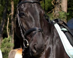 broodmare Ravenna (Hanoverian, 1997, from Ravallo 115 FIN)