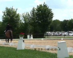 dressage horse Fengh-Shui (Hanoverian, 2003, from Fishermans Friend)