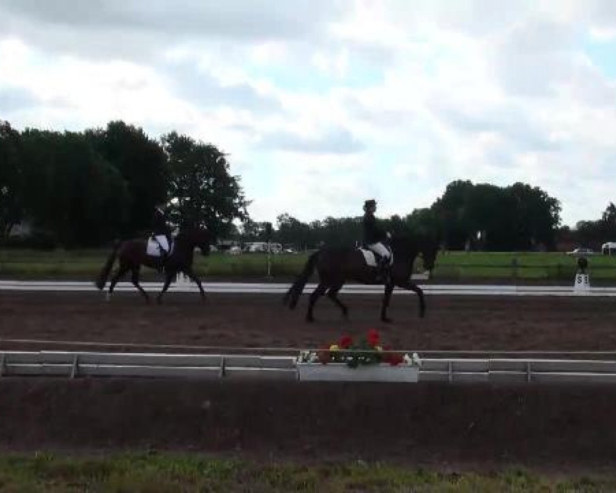 dressage horse Special Edition 11 (Oldenburg, 2007, from Sandro Hit)