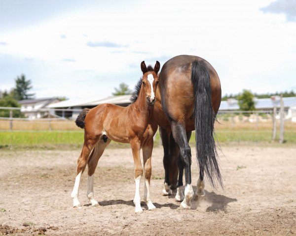 jumper Kándis Kabelo KFA (German Sport Horse, 2022, from Keaton HV)