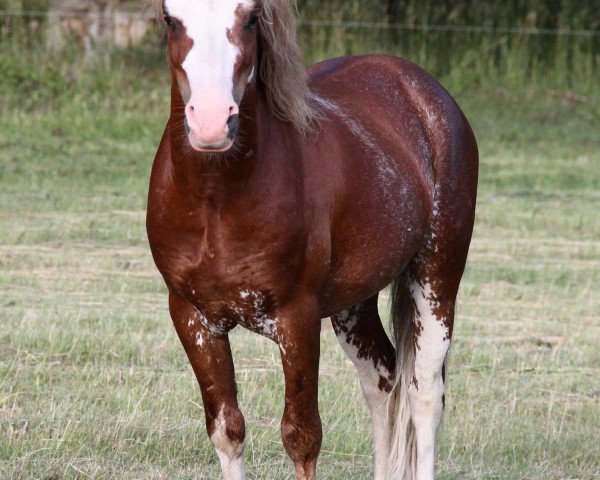 Deckhengst Burgfordes Casanova (Welsh Mountain Pony (Sek.A), 2007, von Brynseion Cadivor)