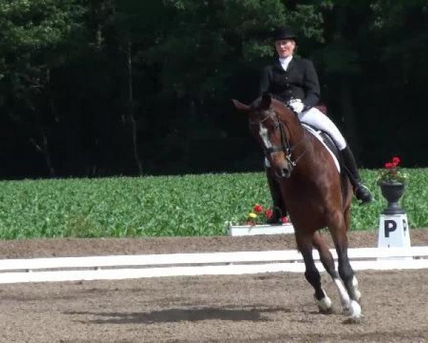 dressage horse Denardo 2 (Oldenburg, 2002, from De Niro)