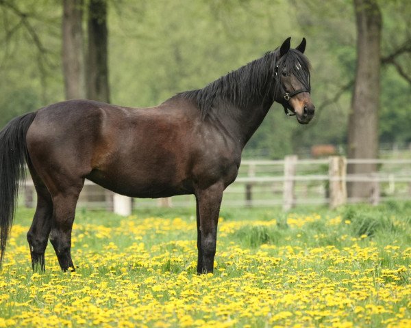 Zuchtstute Elfenperle 1 (Oldenburger, 1991, von Beach Boy)