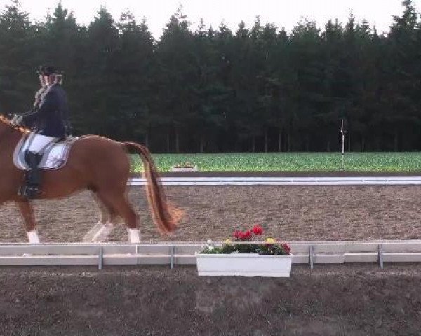 dressage horse Robinson 148 (Hanoverian, 2002, from Rotspon)