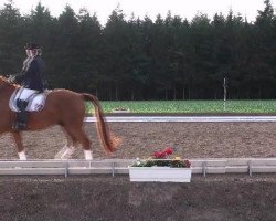 dressage horse Robinson 148 (Hanoverian, 2002, from Rotspon)