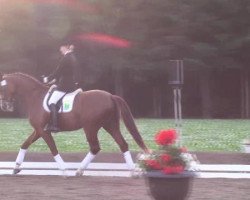 dressage horse Romanov 18 (Oldenburg, 2001, from Rubino Rosso)