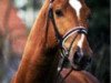 stallion Werlindo (Hanoverian, 1995, from Wittinger)